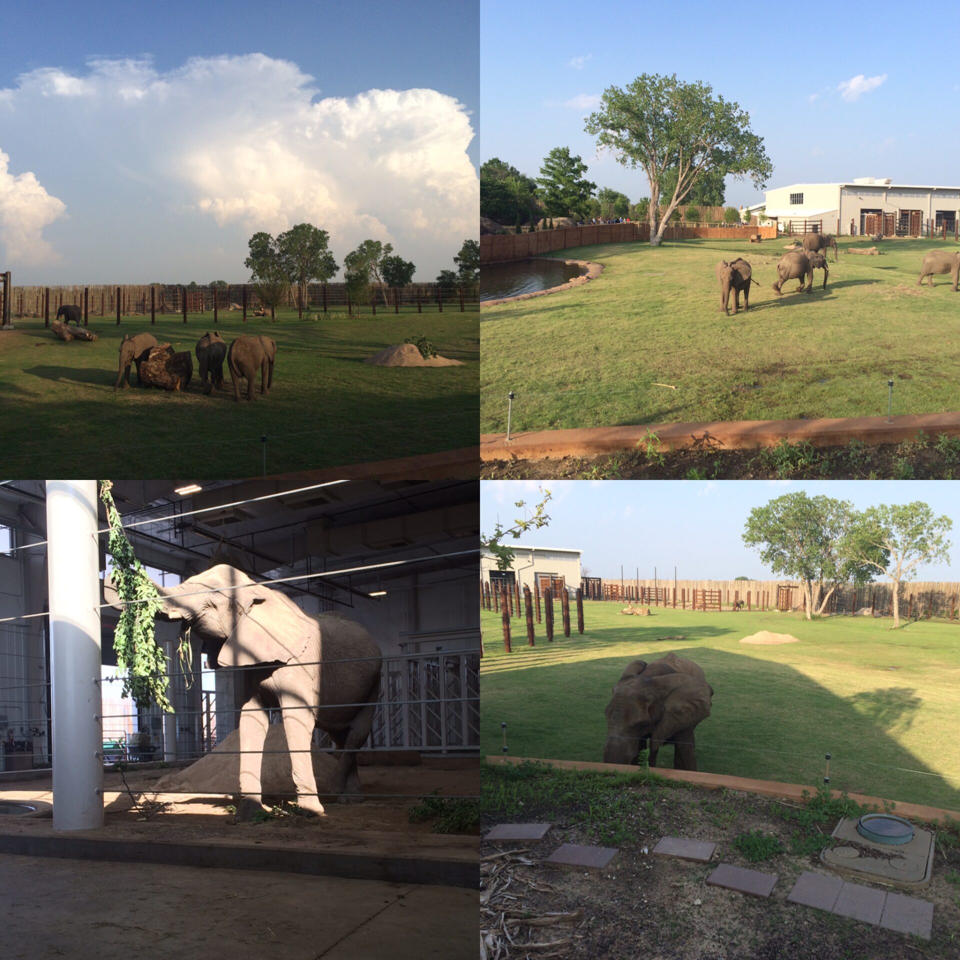 An ELephand in a Cage and in the Open FIeld